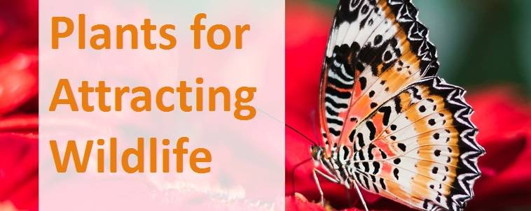 Plants for Attracting Wildlife 2